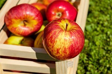 La pomme, le fruit star de l'automne